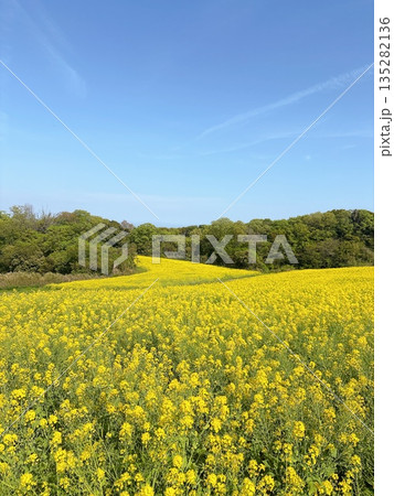 菜の花畑のある風景 菜の花畑のある風景 135282136