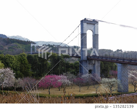 丹沢登山口大倉、秦野戸川公園の吊り橋と梅咲く春 135282139