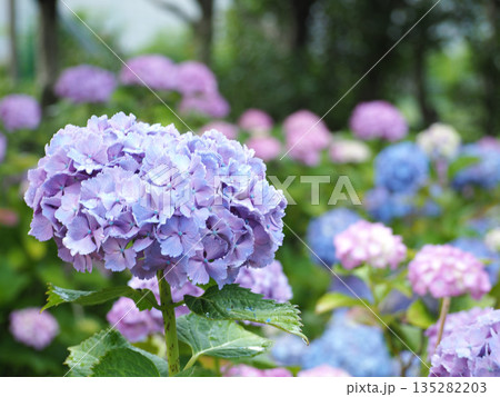 紫陽花公園の花 紫陽花公園の花 135282203