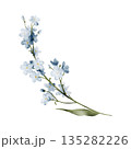 Blue forget-me-not flowers branch. Isolated watercolor clipart. Hand painted blossom illustration for spring and botanical designs, floral arrangements, greeting cards, invitations, scrapbooking. 135282226