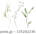 Delicate green leaves and branches. Isolated watercolor floral clipart set. Hand painted botanical illustration for spring designs, wedding stationery, greeting cards, invitations, eco decor. 135282236