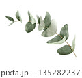Eucalyptus branch with round leaves, isolated watercolor clipart. Hand painted botanical illustration for wedding stationery, invitations, greeting cards, branding, and modern decorative designs. 135282237
