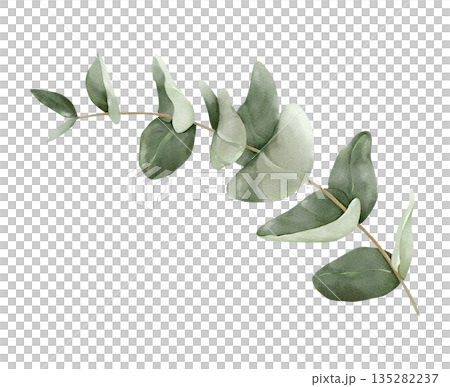 Eucalyptus branch with round leaves, isolated watercolor clipart. Hand painted botanical illustration for wedding stationery, invitations, greeting cards, branding, and modern decorative designs. Eucalyptus branch with round leaves, isolated watercolor clipart. Hand painted botanical illustration for wedding stationery, invitations, greeting cards, branding, and modern decorative designs. 135282237