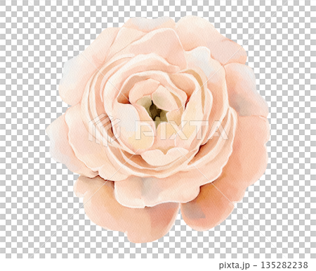 Soft pink flower in full bloom, isolated watercolor clipart. Hand painted spring floral illustration for wedding stationery, Easter designs, greeting cards, prints and delicate decorations. Soft pink flower in full bloom, isolated watercolor clipart. Hand painted spring floral illustration for wedding stationery, Easter designs, greeting cards, prints and delicate decorations. 135282238