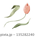 Soft pink tulip with leaves, isolated watercolor clipart set. Hand painted spring floral illustration for Easter themes, wedding stationery, greeting cards, invitations, prints and decorative designs. 135282240
