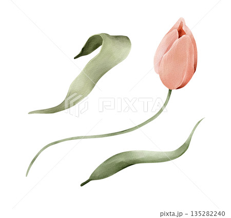 Soft pink tulip with leaves, isolated watercolor clipart set. Hand painted spring floral illustration for Easter themes, wedding stationery, greeting cards, invitations, prints and decorative designs. 135282240