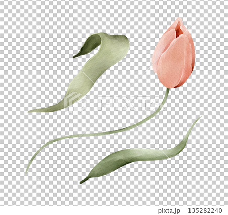 Soft pink tulip with leaves, isolated watercolor clipart set. Hand painted spring floral illustration for Easter themes, wedding stationery, greeting cards, invitations, prints and decorative designs. Soft pink tulip with leaves, isolated watercolor clipart set. Hand painted spring floral illustration for Easter themes, wedding stationery, greeting cards, invitations, prints and decorative designs. 135282240