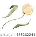 Yellow tulip flower with leaves, isolated watercolor clipart set. Hand painted spring floral illustration for Easter designs, greeting cards, invitations, stationery, and decorative compositions. 135282241