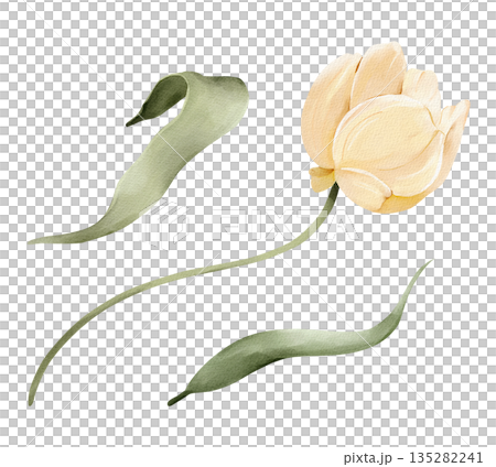 Yellow tulip flower with leaves, isolated watercolor clipart set. Hand painted spring floral illustration for Easter designs, greeting cards, invitations, stationery, and decorative compositions. Yellow tulip flower with leaves, isolated watercolor clipart set. Hand painted spring floral illustration for Easter designs, greeting cards, invitations, stationery, and decorative compositions. 135282241