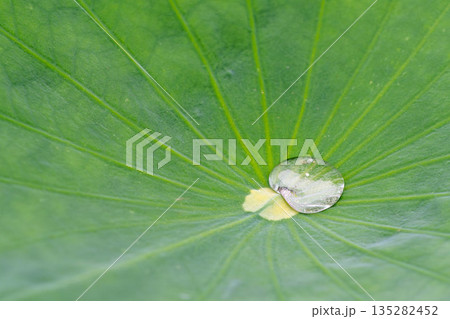 ハスの上の雫 135282452