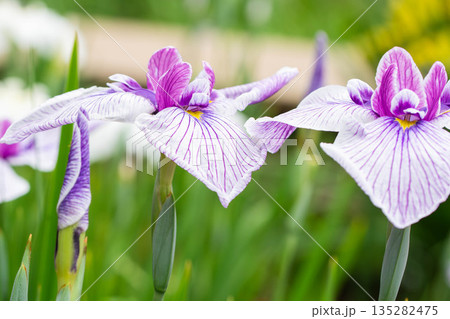 並んだ花菖蒲 135282475