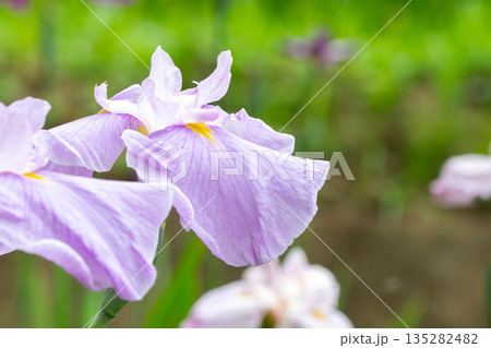 花菖蒲のアップ 135282482