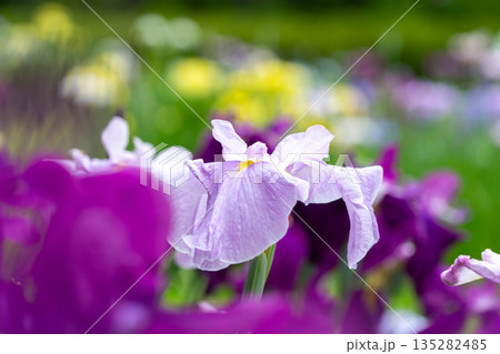 花菖蒲のアップ 135282485