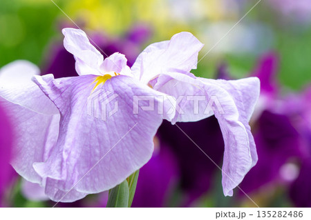 花菖蒲のアップ 花菖蒲のアップ 135282486