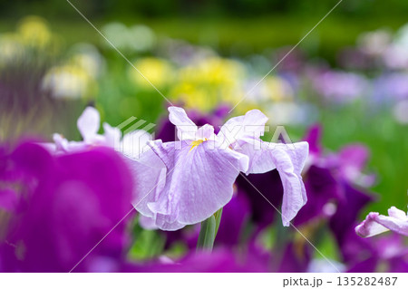 花菖蒲のアップ 花菖蒲のアップ 135282487