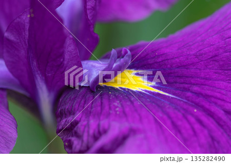 花菖蒲のアップ 花菖蒲のアップ 135282490