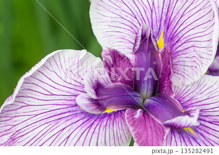 花菖蒲のアップ 135282491
