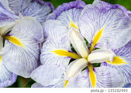 花菖蒲のアップ 135282493