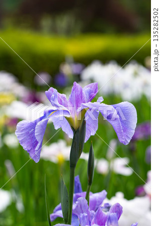 綺麗な花菖蒲 135282502