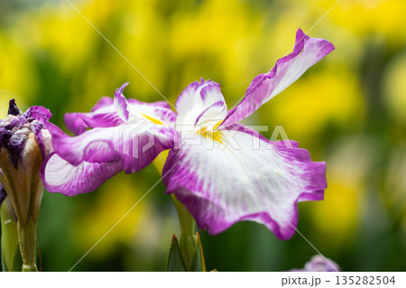 花菖蒲のアップ 135282504