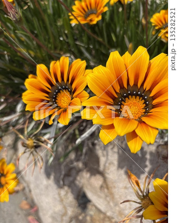黄色いガザニアの花 黄色いガザニアの花 135282521