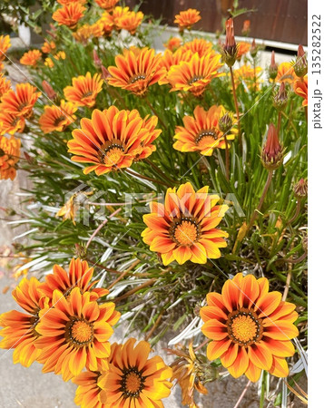 カラフルな花ガザニア 135282522