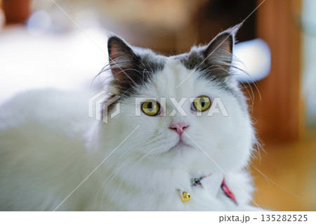 こちらを見つめる可愛い白い猫 こちらを見つめる可愛い白い猫 135282525