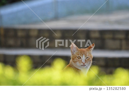 見つめる猫 135282580