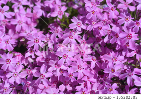 Creeping Phlox Creeping Phlox 135282585