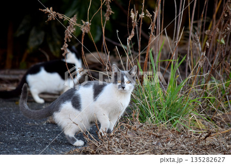 猫のいる風景 猫のいる風景 135282627