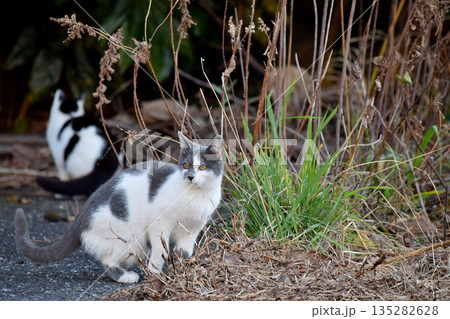 猫のいる風景 猫のいる風景 135282628