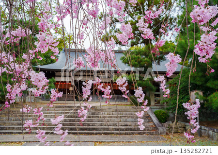 宗忠神社の境内に咲くピンクの桜 宗忠神社の境内に咲くピンクの桜 135282721