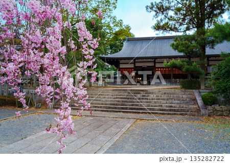 宗忠神社の境内に咲くピンクの桜 135282722