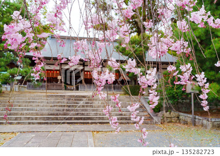 宗忠神社の境内に咲くピンクの桜 135282723