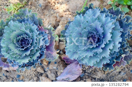 Purple Curl Ornamental Cabbage Edible Decorative Plant 135282794