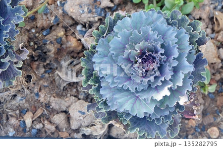 Purple Curl Ornamental Cabbage Edible Garden Decoration 135282795