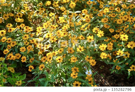 Yellow Zinnia Flower Cluster Decorative Garden Arrangement 135282796