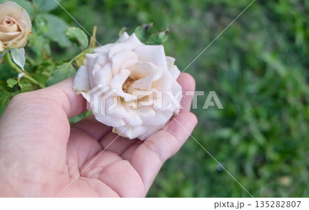 Hand Holding White Rose for Elegant Decoration 135282807