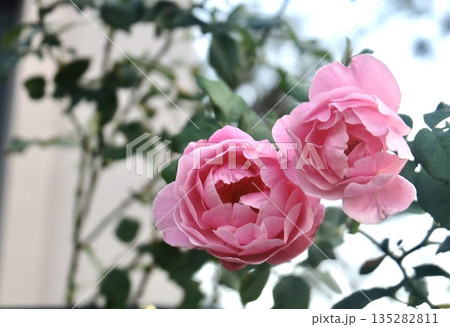 Pink Rose Blooming Gorgeously with Elegant Charm 135282811