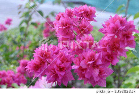 Pink Bougainvillea Flowers Enhancing Decorative Beauty Charm 135282817