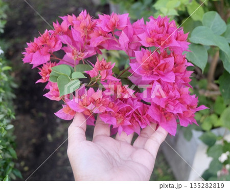 Hand Holding Pink Bougainvillea Bouquet with Elegant Charm 135282819