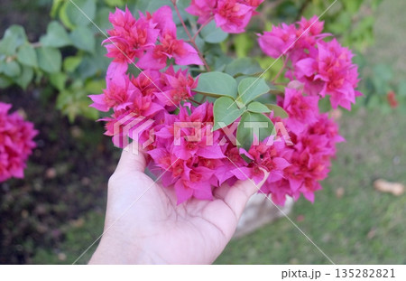 Hand Inspecting Pink Bougainvillea Bouquet for Quality Assessment Hand Inspecting Pink Bougainvillea Bouquet for Quality Assessment 135282821