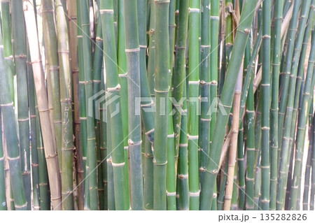 Serene Bamboo Grove in Vibrant Green 135282826