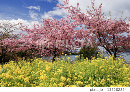 早春の笠戸島で、鮮やかに咲く河津桜と菜の花 早春の笠戸島で、鮮やかに咲く河津桜と菜の花 135282834