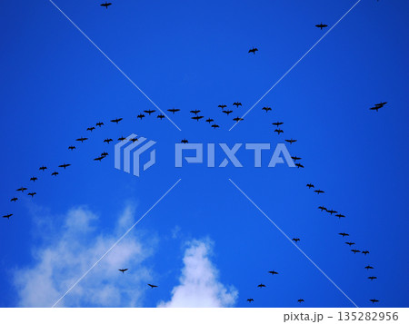 空を飛ぶ鳥の群れ 135282956