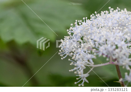 かわいいコアジサイ かわいいコアジサイ 135283121