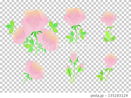 かわいいピンクのバラのイラスト素材 135283129
