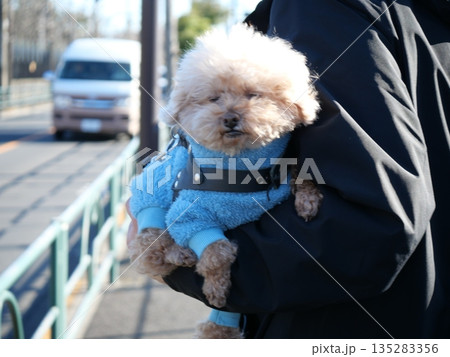 散歩中に飼い主と手を揃えて微笑むトイプードル 散歩中に飼い主と手を揃えて微笑むトイプードル 135283356