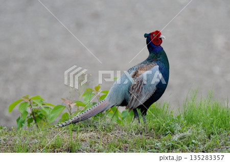 春の野に見つけた美しいキジ 春の野に見つけた美しいキジ 135283357