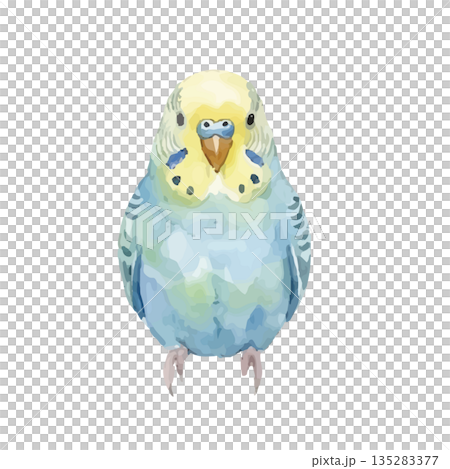水彩風のインコのイラスト 135283377